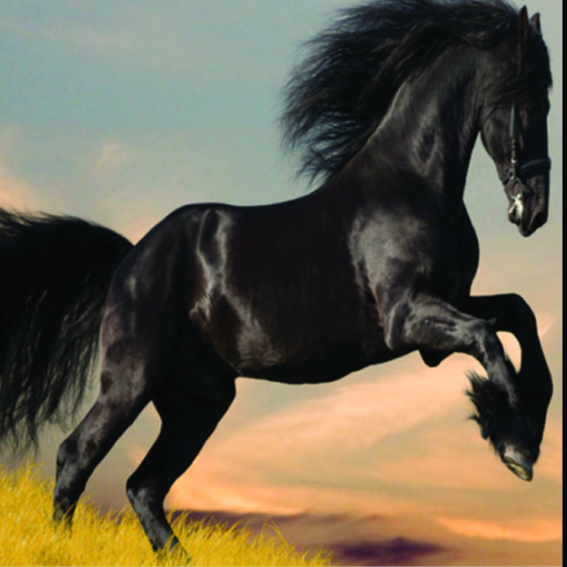 Ταπετσαρία με Ζώα με Μαύρο άλογο